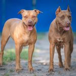 Dogs_Pitbulls